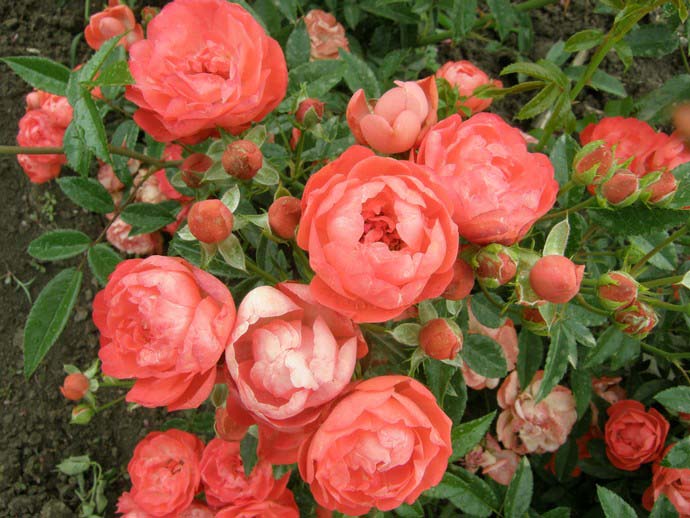Полиантовые розы характеризуются обильным и продолжительным цветением