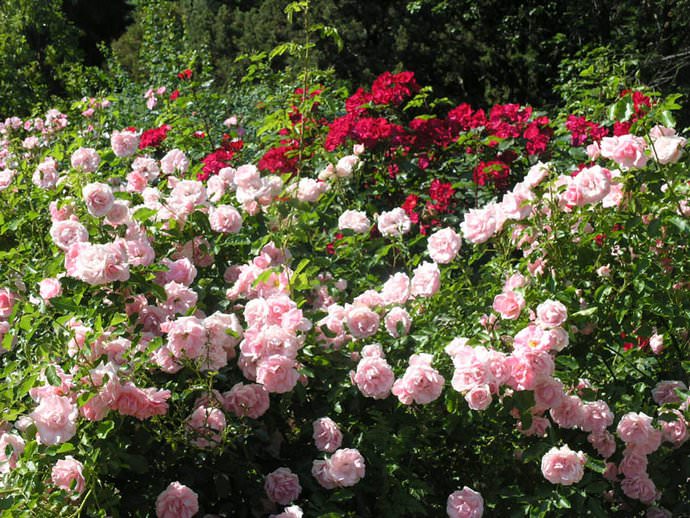 Благоприятные условия позволяют парковым розам формировать сильные и мощные кусты, обладающие обильным и продолжительным периодом цветения и плодоношением