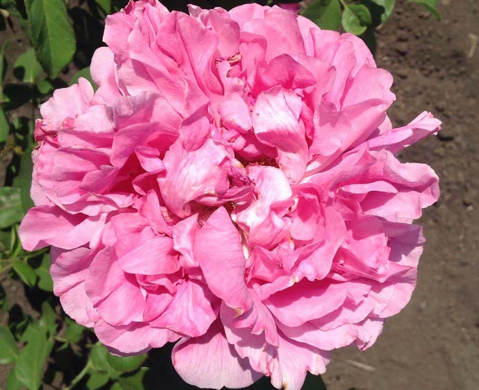 Крупноцветковая, или чайно-гибридная, роза сорта Аленушка характеризуется очень высокими качественными показателями и непрерывностью цветения