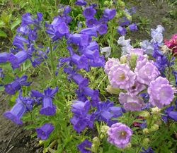 Многолетние цветы