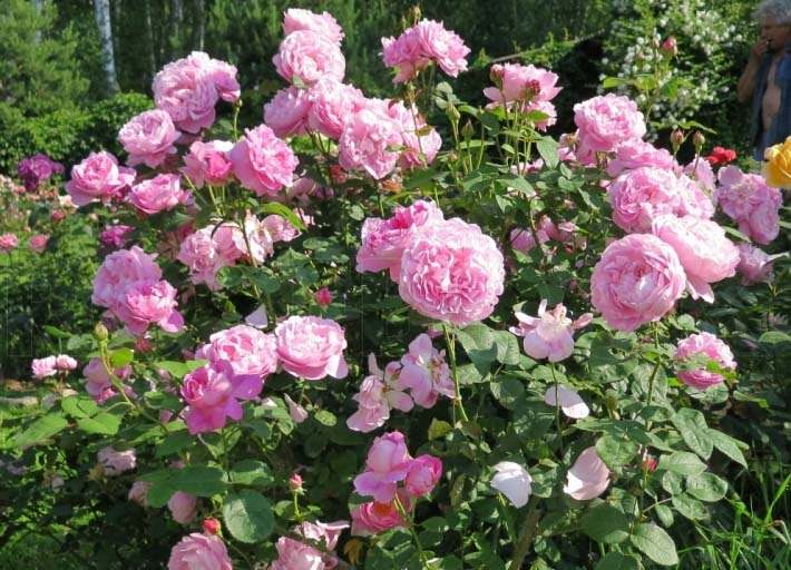 Сорт Мэри Роуз прекрасно подходит для культивирования в условиях северного цветоводства