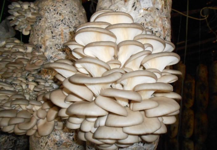 Для выращивания грибов используютсяуже готовые мицелии