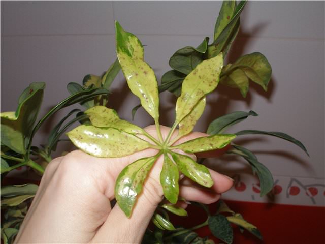 Блеклая листва у шеффлеры образуется в результате недостаточного освещения