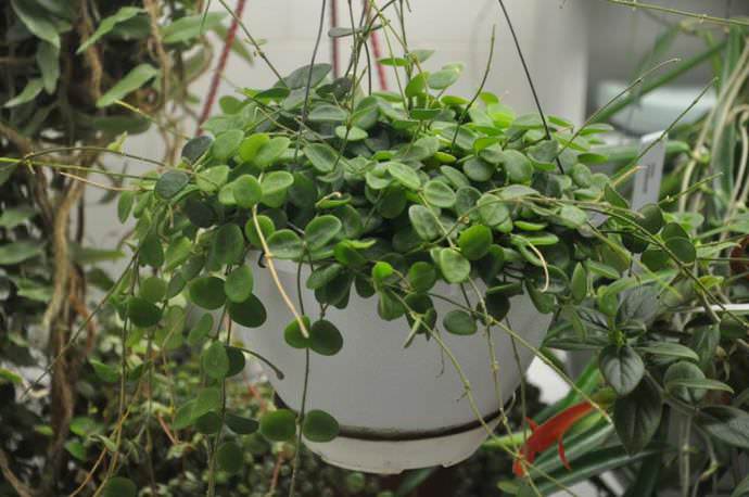 Хойя является абсолютно безвредным декоративным растением и может выращиваться как в нежилых помещениях, так и в домах