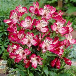 Альстрёмерия (лат. Alstroemeria) – род южноамериканских корневищных и клубневых красивоцветущих травянистых растений из семейства Альстрёмериевые