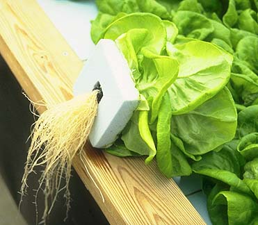 Инновационные системы, разработанные японской компанией, основаны на выращивании овощей с использованием метода гидропоники