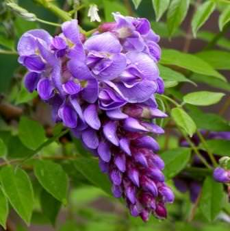 Глициния (Вистерия) имеет характерные для семейства бобовых цветы