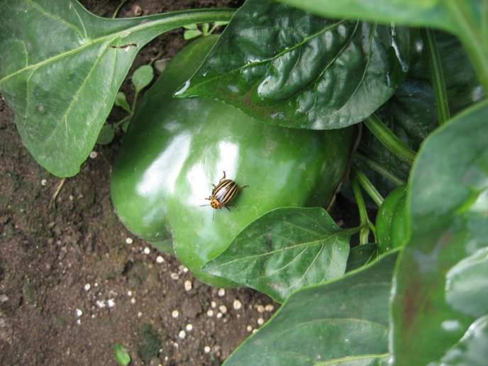 Колорадский жук в большом количестве ест листья и стебли перца