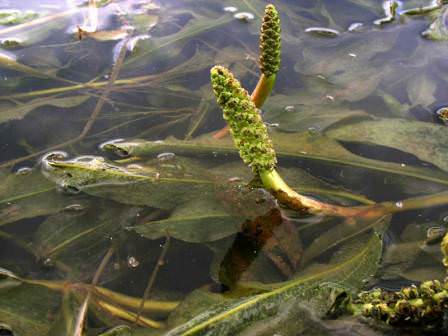 Рдест плавающий - известное водное растение для многих владельцев домашних водоемов