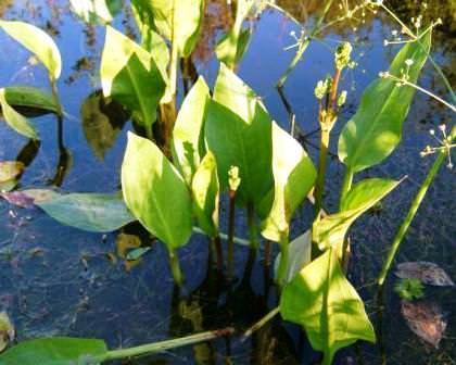 Частуха подорожниковая - симпатичное водное растение с мелким цветением