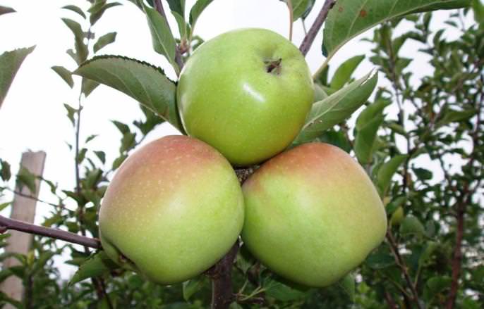 Яблони сорта «Кубань-спур» формируют плоды, средняя масса которых составляет около 170 граммов