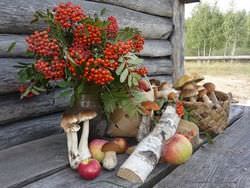 Съедобные осенние грибы
