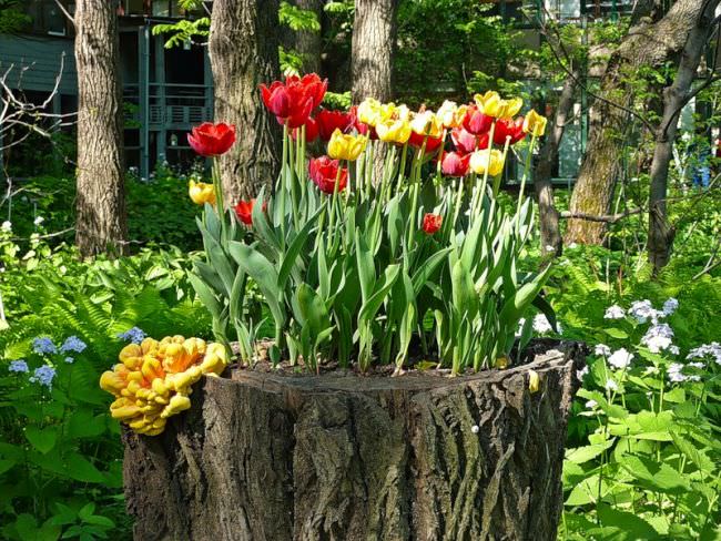 Декорирование пней живыми растениями - отличный способ гармонично оформить сад на даче