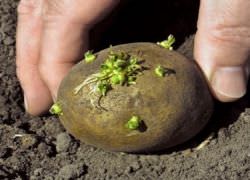 Подготовка картофеля к посадке – важный агротехнический процесс