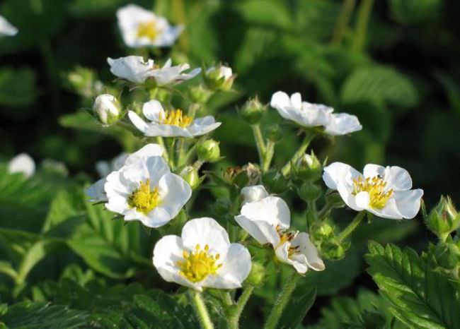 Клубника сорта Альба