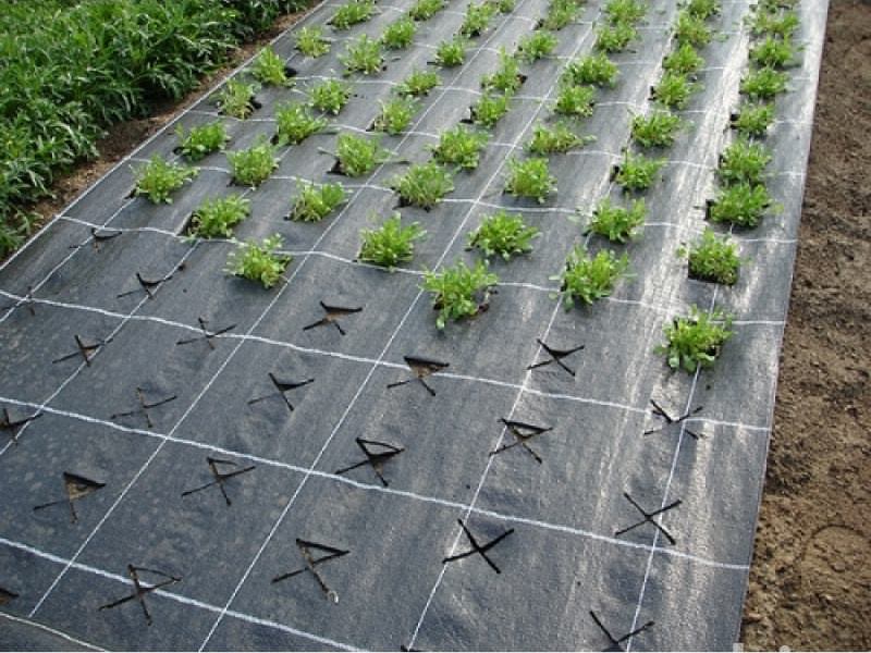 Чтобы избавиться от сорняков и обеспечить достаточный доступ воды для клубники, рекомендуется высаживать ее под влагоустойчивый материал