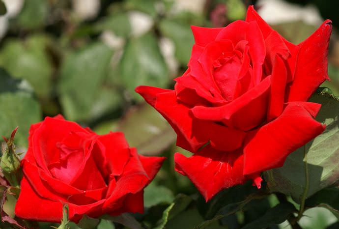 Роза Анжелика отличается обильным цветением и равномерностью расположения крупных ярких цветков на компактном кусте
