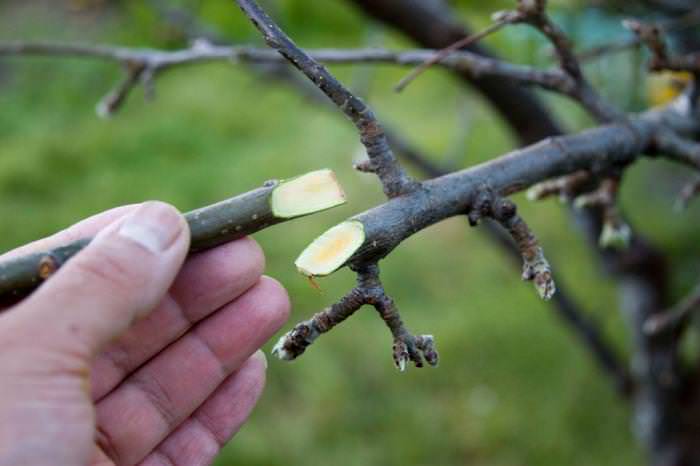 Достоинством использования персикового подвоя является отсутствие склонности привитого растения к образованию корневой поросли
