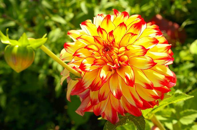 Георгины — очень красивые и необычные цветы