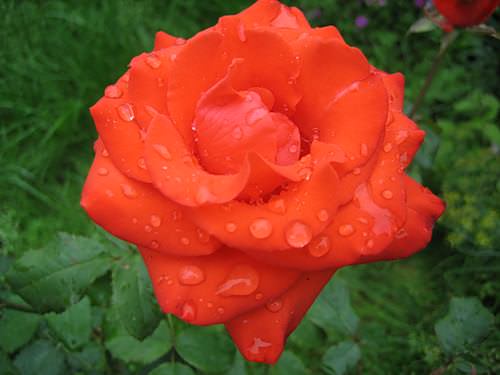 Роза Анжелика популярна у отечественных и зарубежных цветоводов