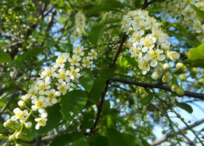 Цветки черемухи характеризуются необычайным ароматом и собраны в кисти, длина которых может достигать 10−12 см