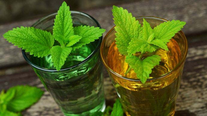 Беременные могут добавлять листья мелиссы в чаи, а также освежающие и тонизирующие напитки