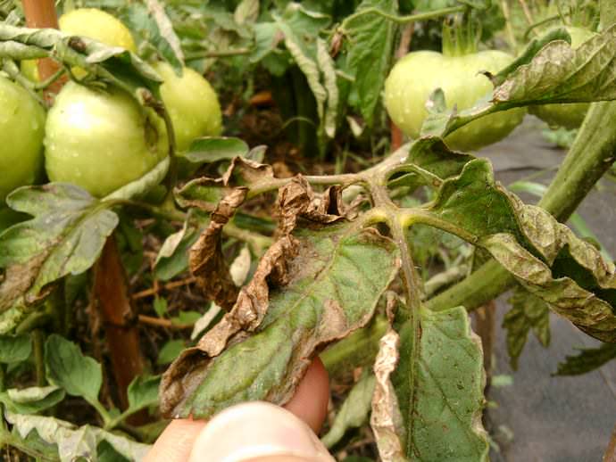 Нехватка азота, а также нарушение температурного режима и неправильное осуществление оросительных мероприятий вызывают увядание, пожелтение и опадание листьев на томатных кустах