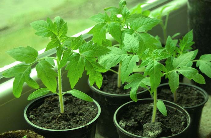 Качественную и крепкую рассаду можно получить только при сбалансированном питании молодого растения