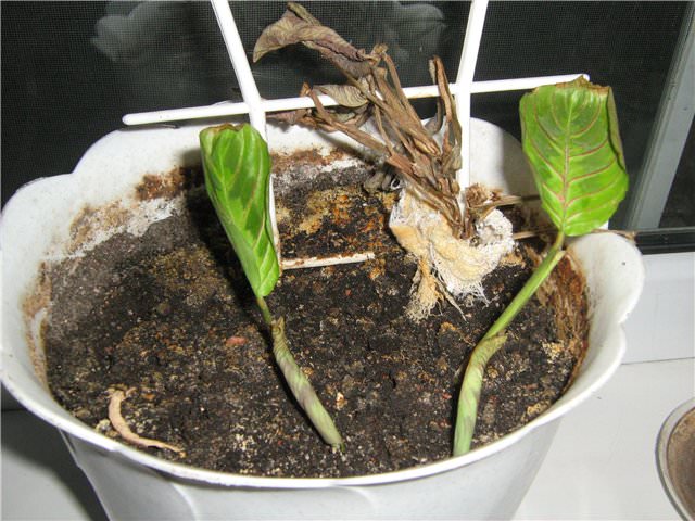 При недостаточно грамотном выращивании и нарушении технологии ухода, листва маранты может поражаться бурой пятнистостью, а корни растения страдают от загнивания