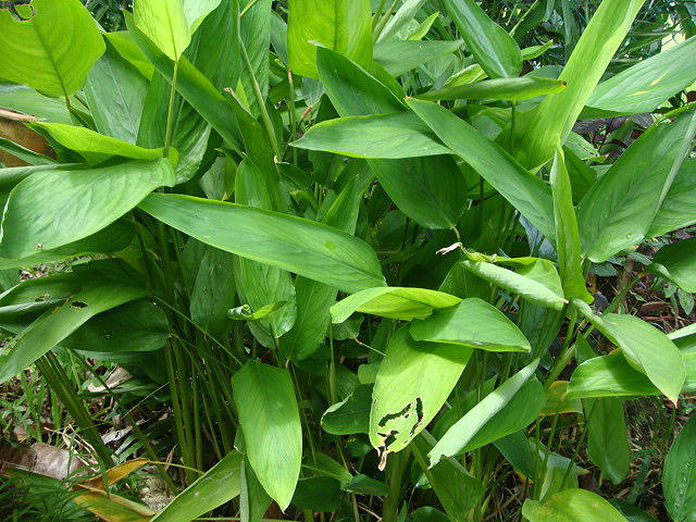 Маранта тростниковая (M.arundinacea)