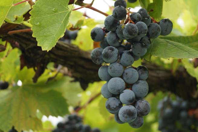 В Самарской области успешно выращиваются морозостойкие сорта винограда