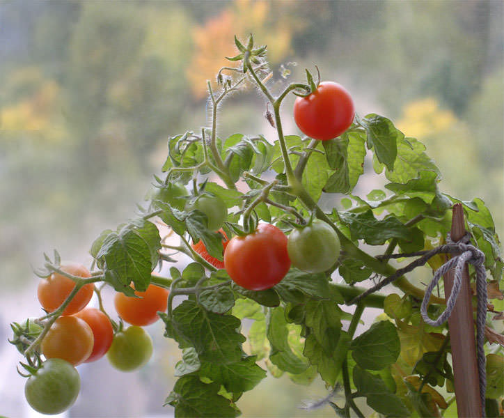 Хорошо подкормить томаты золой, рассыпав ее поверх грунта