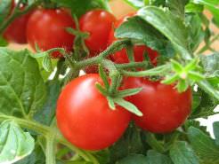 Многолетние помидоры к весне непременно порадуют вас обильным цветением и урожаем