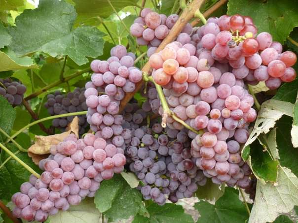 Виноград «Рилайнс пинк сидлис» является самой морозоустойчивой гибридной формой