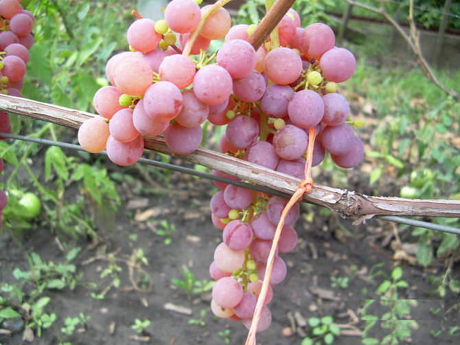 Виноград «Рилайнс пинк сидлис» прекрасно подходит для выращивания практически в любых климатических условиях