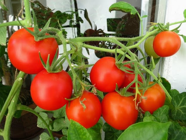 Как вырастить многолетние томаты thumbnail