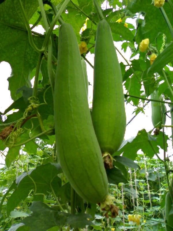 Как правильно выращивать люфу