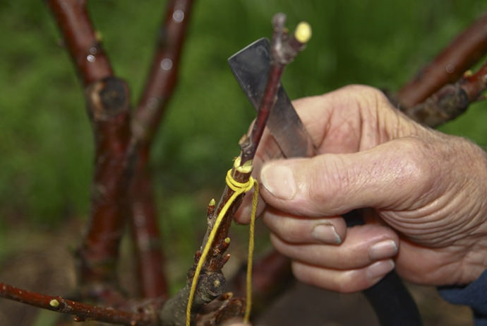 Опытные садоводы советуют первые попытки в получении качественных сортов яблонь путем прививания осуществлять не осенью, а весной