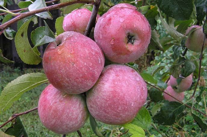 Яблони «Уэлси» начинают формировать обильные урожаи после пяти лет культивирования