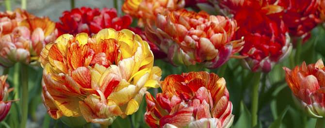 От удачного выбора сроков посадки тюльпанов осенью и соблюдения при этом всех правил агротехники зависит их красота, «буйство» и сроки цветения весной