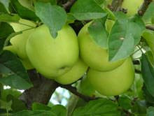 Яблоки «Гренни» завоевали популярность сразу после появления сорта