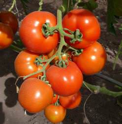 Крупноплодные томаты очень популярны у простых владельцев небольших парниковых конструкций