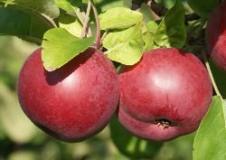 «Макинтош» — сорт яблони, появившейся в Канаде более 200 лет назад