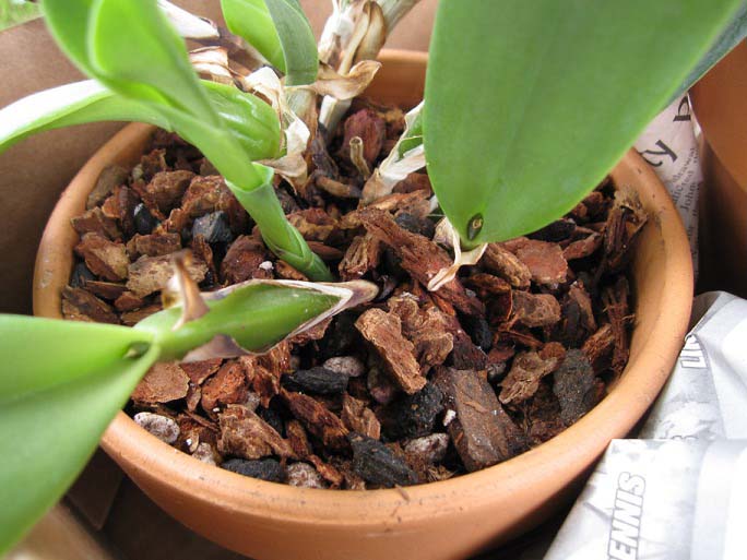 Для комнатных орхидных растений, требующих усиленного питания, лучше всего подходят смеси, в состав которых обязательно входят уголь, торф и сосновая кора