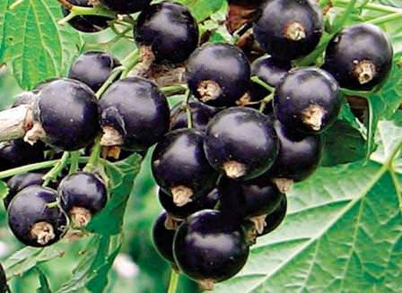 Разнообразные сорта черной смородины славятся своими вкусовыми качествами