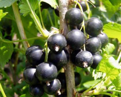Обязательно посадите на даче среднеспелые сорта черной смородины