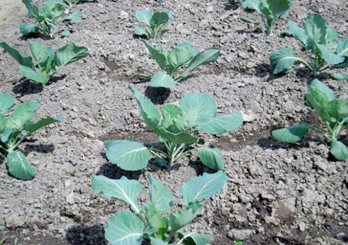 Почему плохо приживается рассада капусты