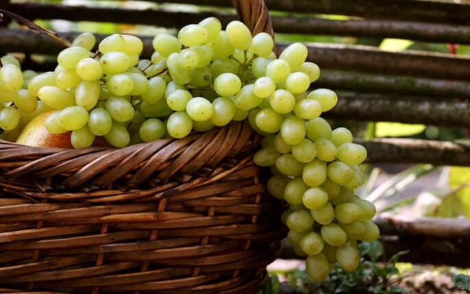 Массовый сбор урожая винограда «Подарок Запорожью» начинается через четыре месяца, но может варьироваться