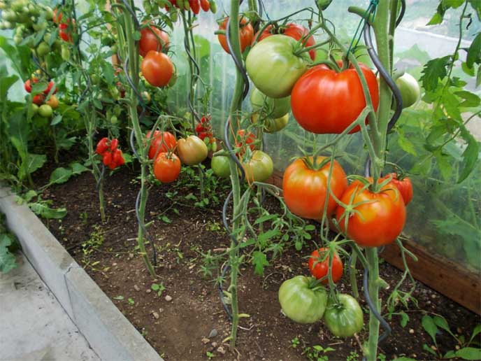 Все крупные сортовые помидоры для культивирования в теплице относятся к категории высокорослых и урожайных растений