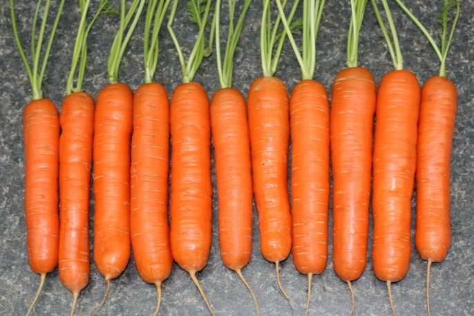 Сколько растет морковь нантская